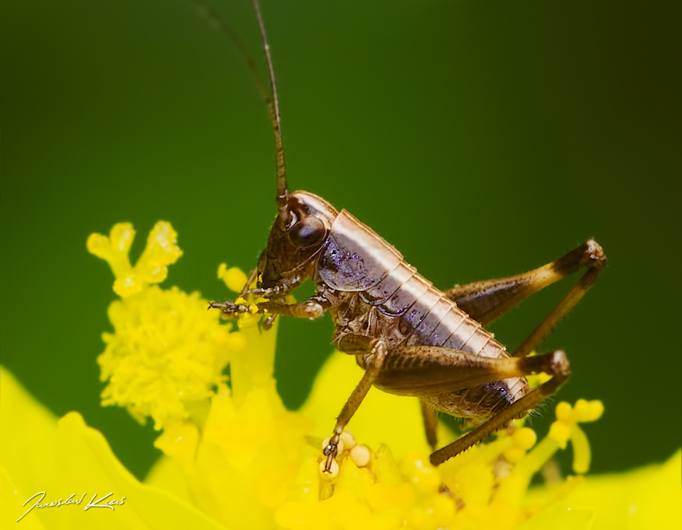 Kobylka obecná - nymfa (Pholidoptera griseoaptera - larve), Hradišťany