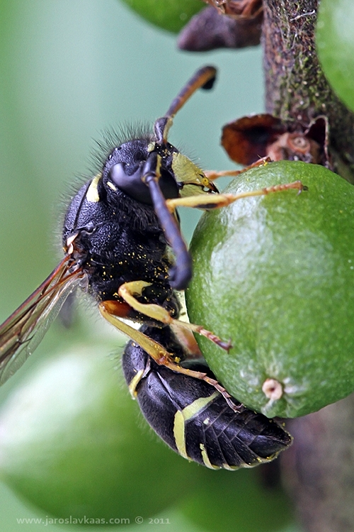 Hrnčířka zednická - samec (Odynerus spinipes - male), Hradišťany