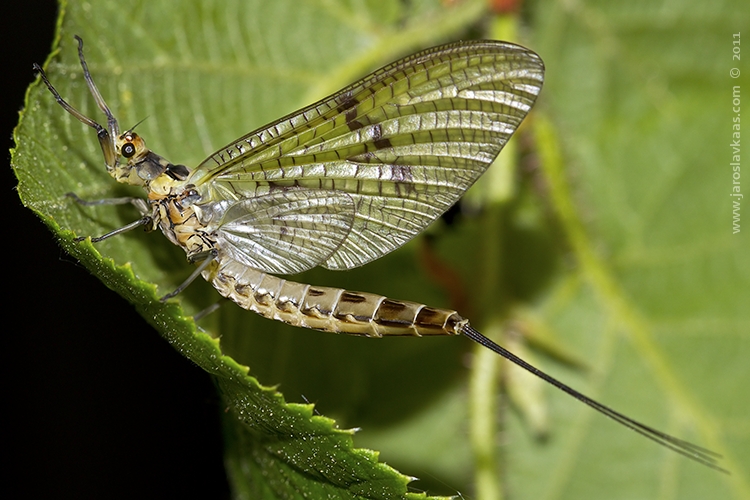 Jepice dánská - samice (Ephemera danica - female), Hradišťany