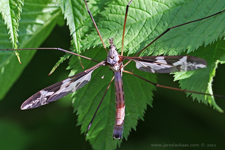 Tiplice obrovská - samec (Tipula maxima - male), Hradišťany