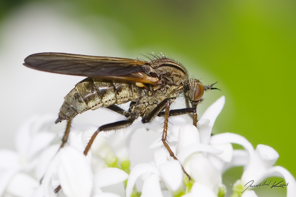 Kroužilka běžná, samice / Empis tessellata, female, Hradišťany