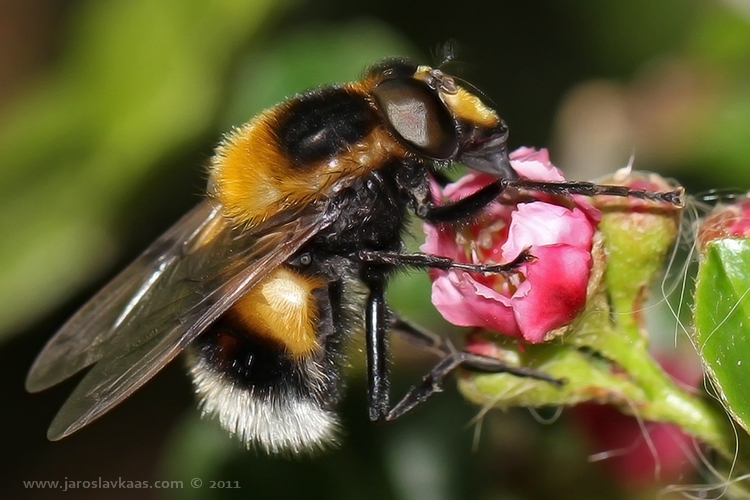 Pestřenka čmeláková (Volucella bombylans var. plumata), Hradišťany