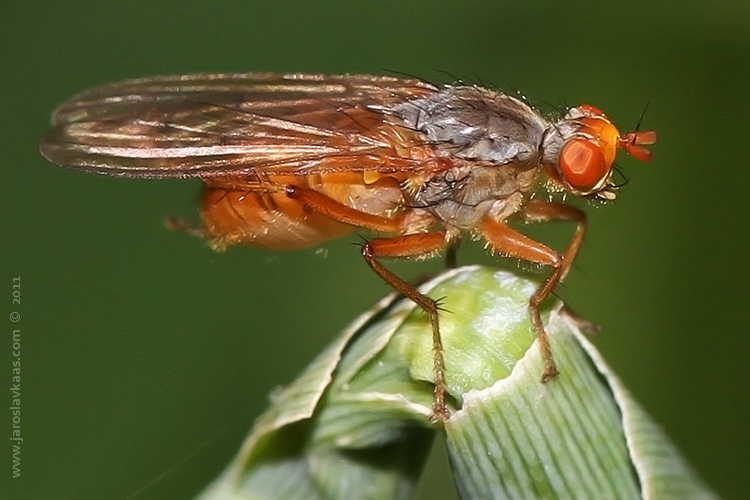 Výkalnice - samice (Scathophaga inquinata - female), Hradišťany