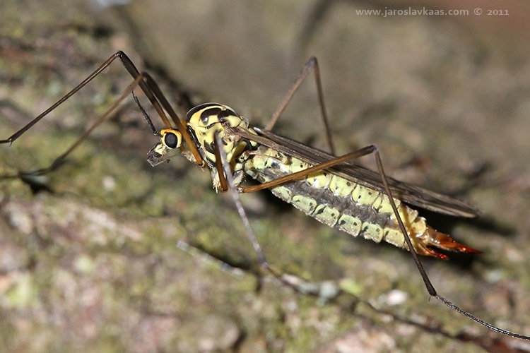 Tiplice skvrnitá - samice (Nephrotoma appendiculata - female), Hradišťany