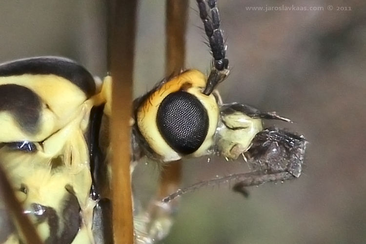 Tiplice skvrnitá - samice (Nephrotoma appendiculata - female), Hradišťany
