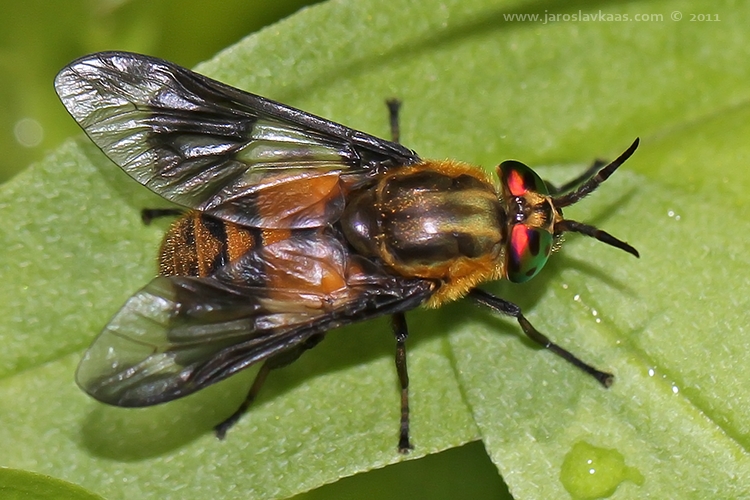 Bzikavka dotěrná - samice (Chrysops relictus - female), Hradišťany