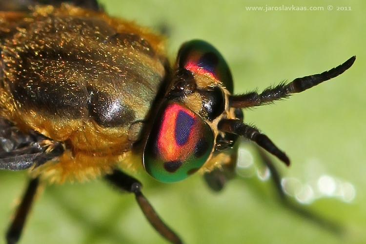 Bzikavka dotěrná - samice (Chrysops relictus - female), Hradišťany