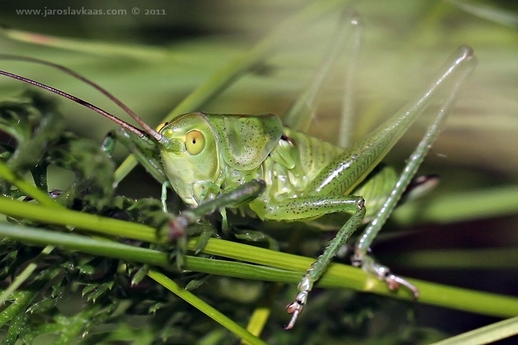 Kobylka zelená - nymfa samice (Tettigonia viridissima - female larve), Hradišťany