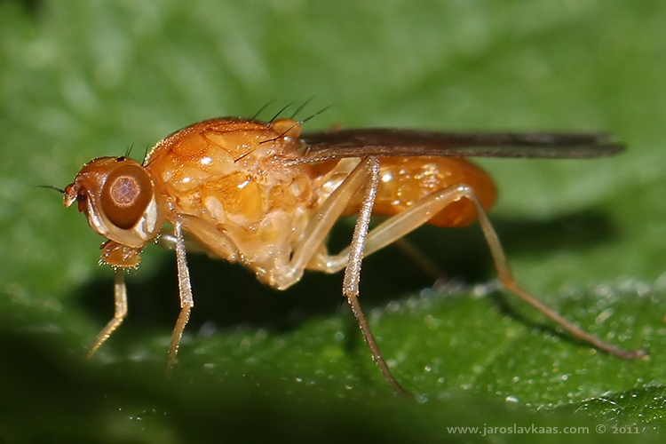 Pochmurnatka žlutočervená (Psila fimetaria), Letovice