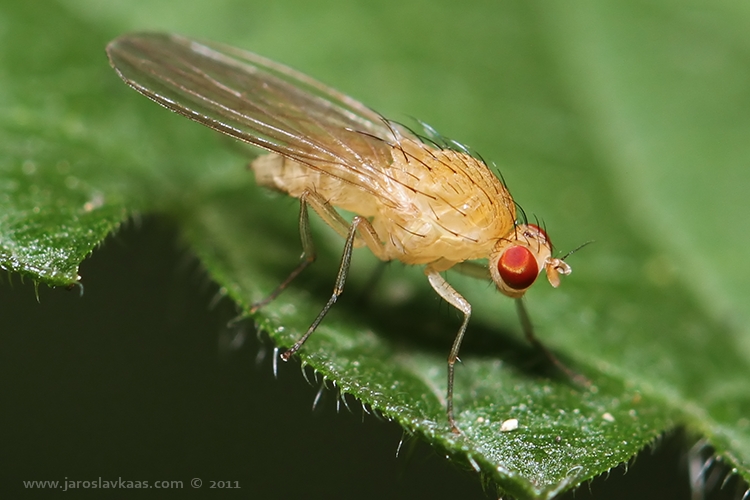 Tricholauxania praeusta, Letovice