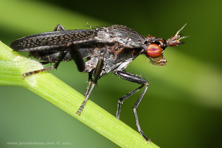 Coremacera marginata - female, Letovice