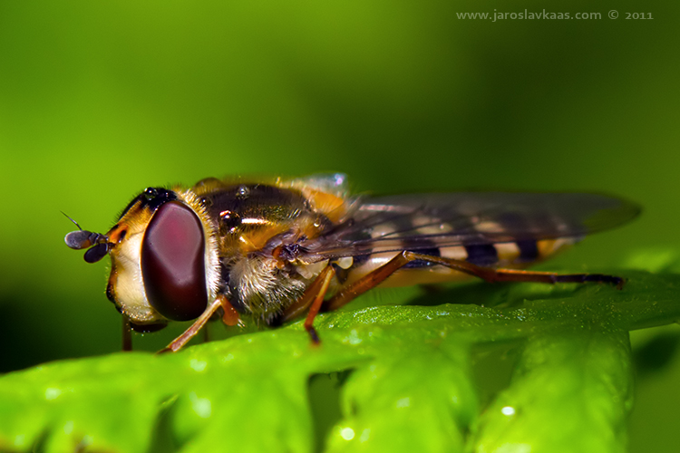 Pestřenka - samice (Eupeodes corollae - female), Hradišťany