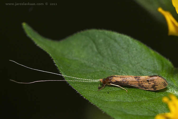 Chrostík (Mystacides longicornis), Hradišťany