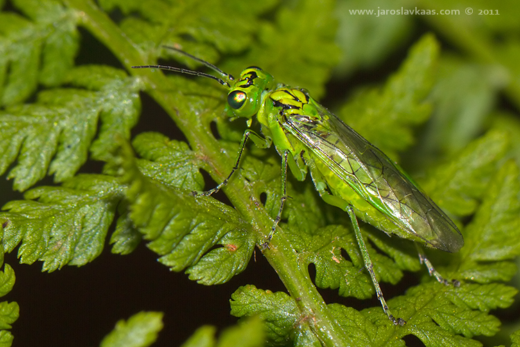 Pilatka (Rhogogaster chlorosoma), Krkonoše