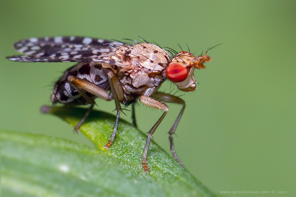 Vláhomilka (Trypetoptera punctulata), Krkonoše