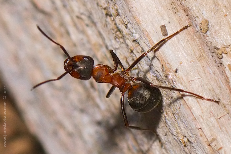 Mravenec lesní (Formica rufa), Staňkov