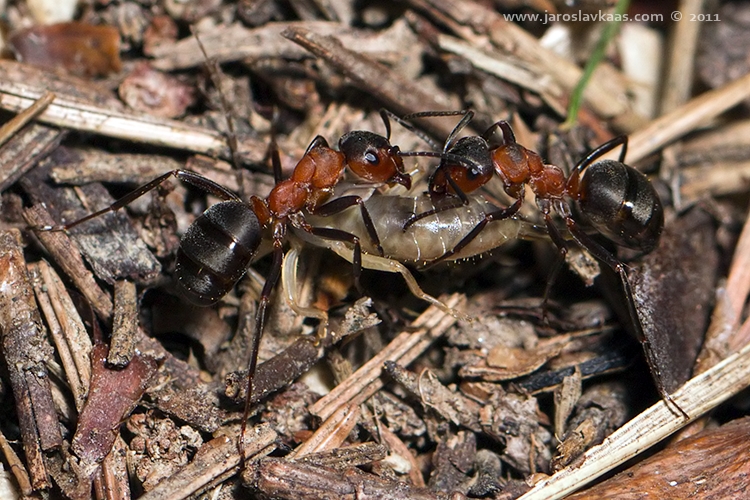 Mravenec lesní (Formica rufa), Staňkov