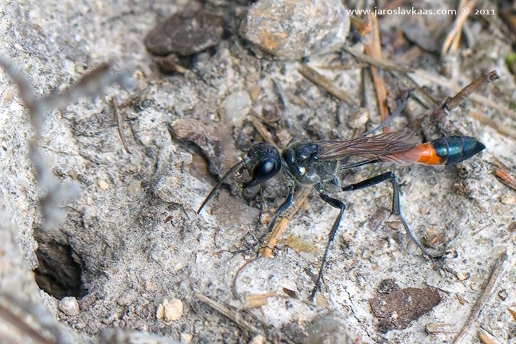 Kutilka písečná (Ammophila sabulosa), Staňkov - Krchleby