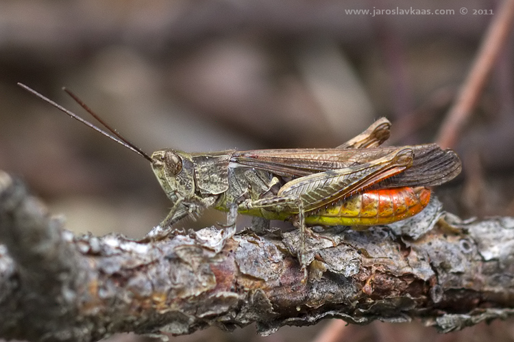 Saranče čárkovaná - samec (Stenobothrus lineatus - male), Staňkov - Krchleby