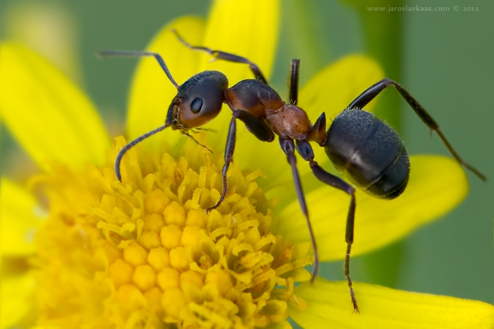Mravenec trávní (Formica pratensis), Radčický les