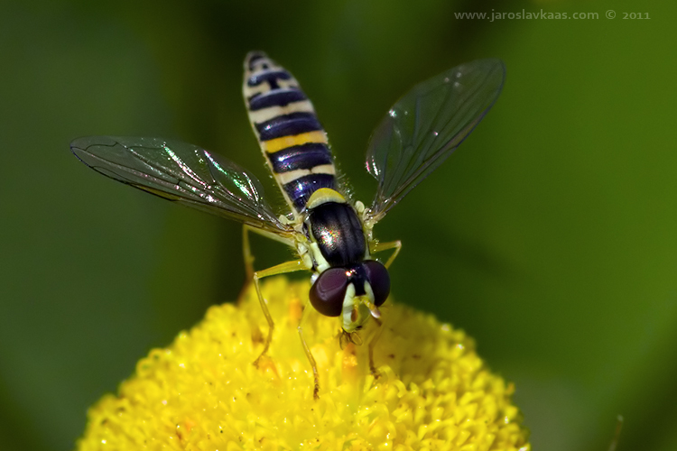 Pestřenka psaná - samice (Sphaerophoria scripta - female), Radčický les