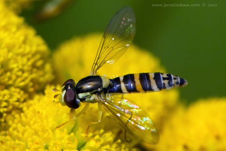 Pestřenka psaná - samice (Sphaerophoria scripta - female), Radčický les