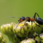 Mravenec trávní (Formica pratensis), Radčický les