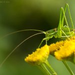 Kobylka bělopásá - samice (Leptophyes albovittata - female), Radčický les