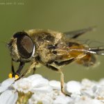 Pestřenka - samec (Eristalis arbustorum - male), Nedražice