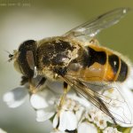 Pestřenka - samec (Eristalis arbustorum - male), Nedražice