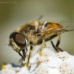 Pestřenka - samec (Eristalis arbustorum - male), Nedražice