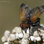 Hbitěnka - samec (Phasia aurigera - male), Nedražice