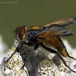 Hbitěnka - samec (Phasia aurigera - male), Nedražice