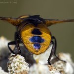 Hbitěnka - samec (Phasia aurigera - male), Nedražice