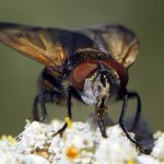 Hbitěnka - samec (Phasia aurigera - male), Nedražice