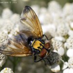 Hbitěnka - samec (Phasia aurigera - male), Nedražice