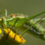 Kobylka bělopásá - samice (Leptophyes albovittata - female), Radčický les