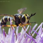 Očnatka (Conops scutellatus), Radčice