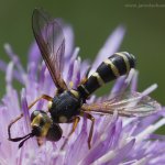 Očnatka (Conops scutellatus), Radčice