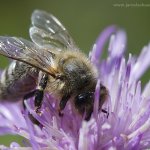 Včela medonosná (Apis mellifera mellifera), Radčice