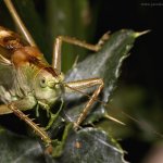 Kobylka zpěvavá (Tettigonia cantans), Krkonoše