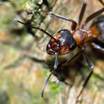 Mravenec lesní (Formica rufa), Staňkov