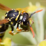 Vosík skvrnitý - samice (Polistes dominula - female), Staňkov