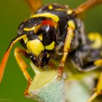 Vosík skvrnitý - samice (Polistes dominula - female), Staňkov