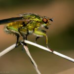 Výkalnice hnojní - samice (Scathophaga stercoraria - female), Chlumská hora