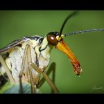 Srpice běžná - samice (Panorpa vulgaris - female), Staňkov - Krchleby