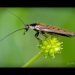 Rusec laponský - samec (Ectobius lapponicus - male), Hradišťany