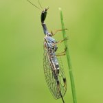 Dlouhošíjka žlutonohá - samice (Dichrostigma flavipes - female), Chlumská hora