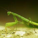 Kudlanka nábožná - nymfa (Mantis religiosa - nymph), CHKO Pálava, NPR Tabulová