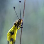 Ploskoroh pestrý (Libelloides macaronius), CHKO Pálava, PR Svatý kopeček